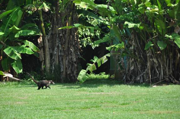 Guaxinim cruza pista do aeroporto da estação Sirena, no Parque Nacional Corcovado, na Península de Osa, no sul da Costa Rica